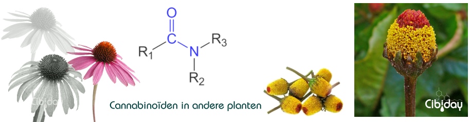 Cannabinoïden in andere planten